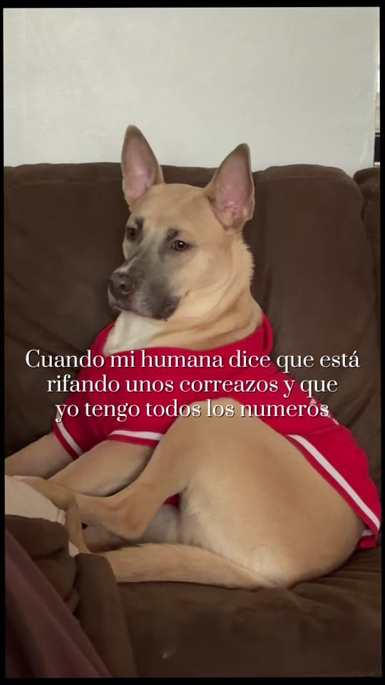 Post 5 by Monica/VetPets🇺🇸 on TikTok (video)