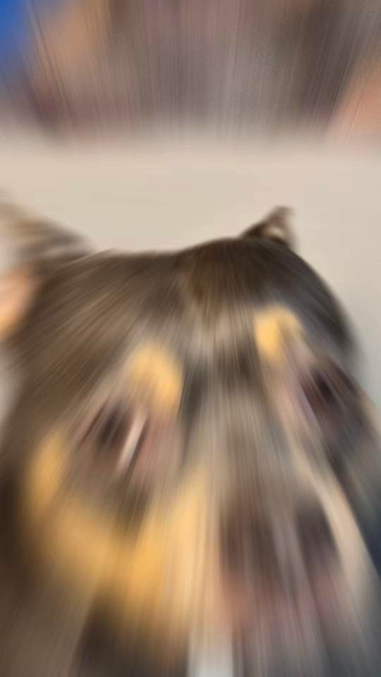 Post 3 by Monica/VetPets🇺🇸 on TikTok (video)