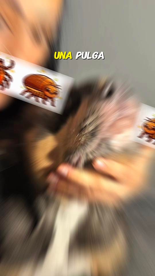 Post 10 by Monica/VetPets🇺🇸 on TikTok (video)