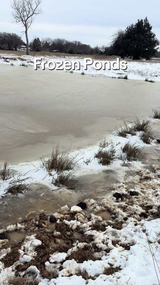 Post 1 by Parker County Beef Co on TikTok (video)