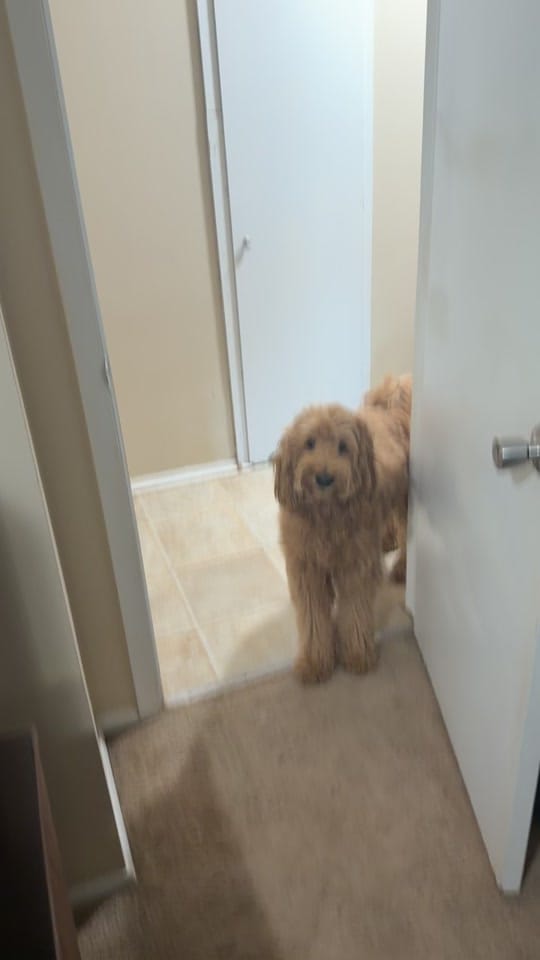Post 8 by Kimberthedoodlequeen on TikTok (video)