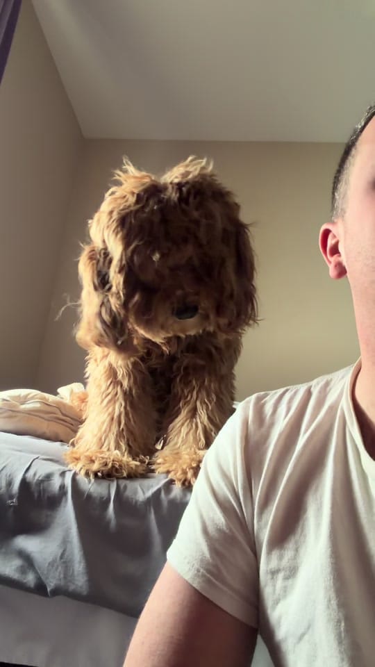 Post 4 by Kimberthedoodlequeen on TikTok (video)