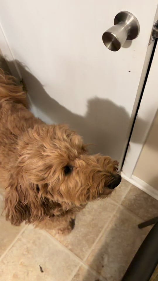 Post 9 by Kimberthedoodlequeen on TikTok (video)