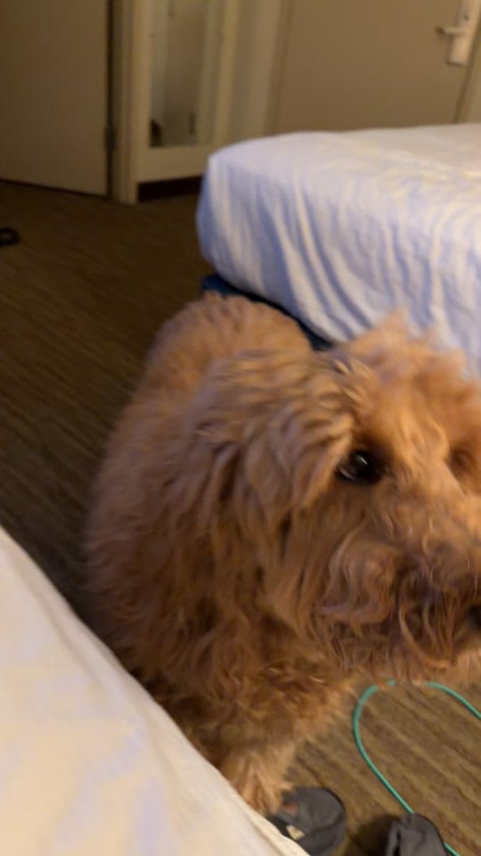 Post 1 by Kimberthedoodlequeen on TikTok (video)