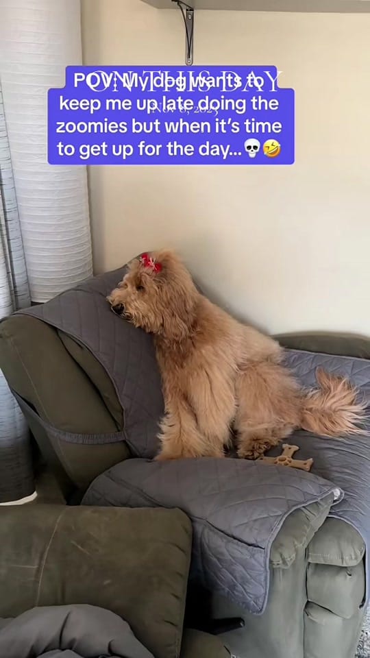 Post 7 by Kimberthedoodlequeen on TikTok (video)