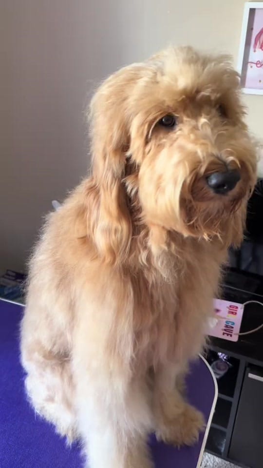 Post 5 by Kimberthedoodlequeen on TikTok (video)