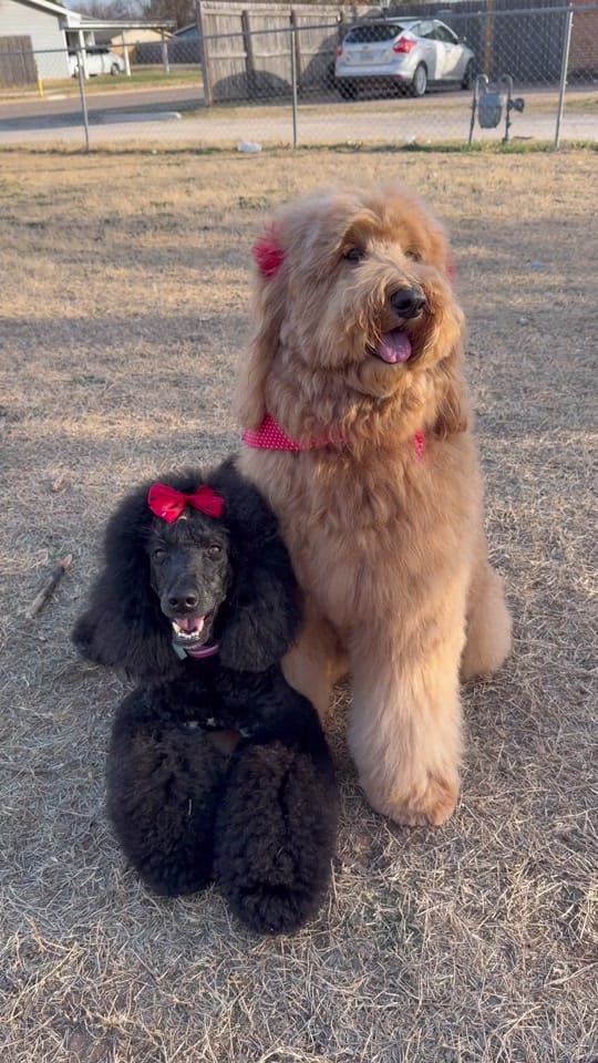 Post 3 by Kimberthedoodlequeen on TikTok (video)