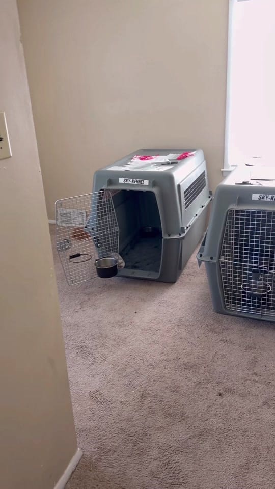 Post 2 by Kimberthedoodlequeen on TikTok (video)