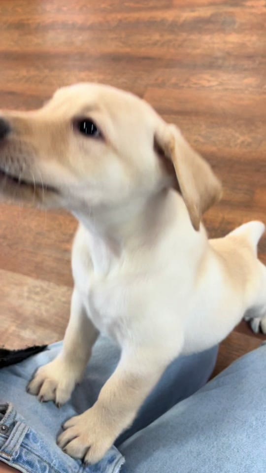 Post 3 by Princess Puppy on TikTok (video)