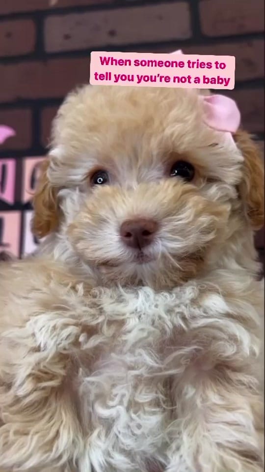 Post 2 by Princess Puppy on TikTok (video)