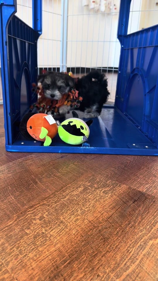 Post 4 by Princess Puppy on TikTok (video)