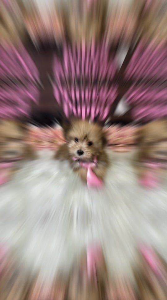 Post 5 by Princess Puppy on TikTok (video)