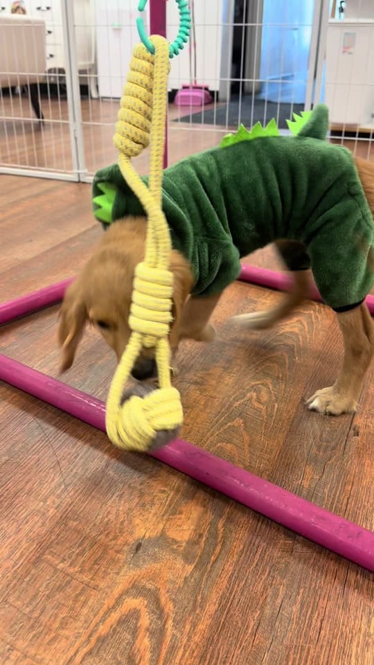 Post 7 by Princess Puppy on TikTok (video)