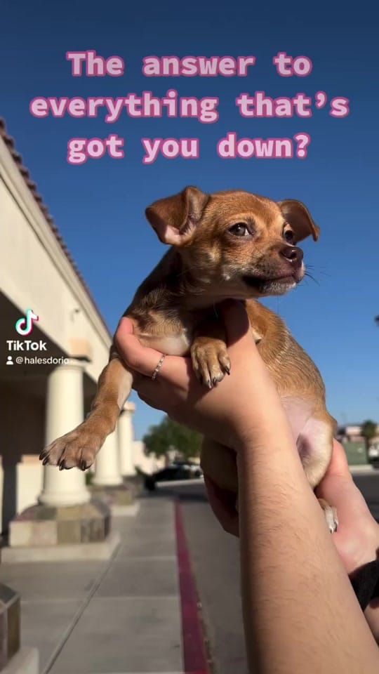 Post 1 by Princess Puppy on TikTok (video)