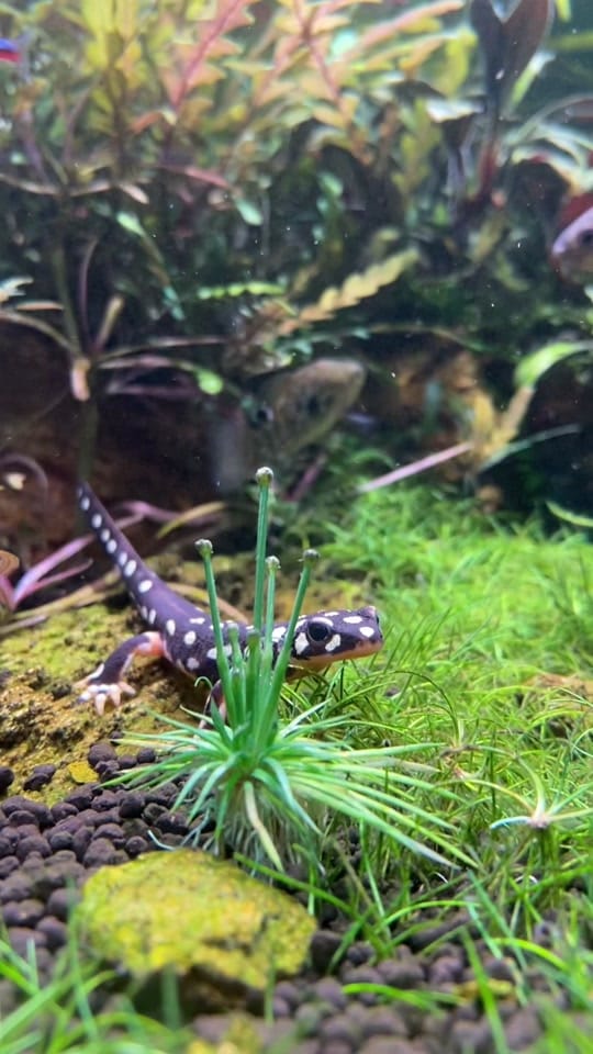 Post 3 by Pet Kingdom on TikTok (video)