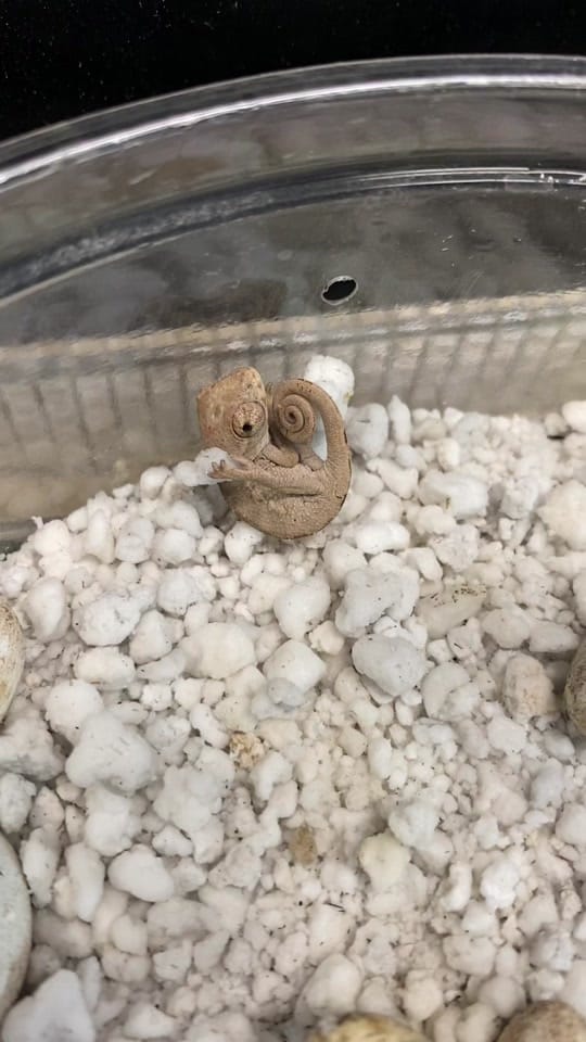 Post 8 by Pet Kingdom on TikTok (video)