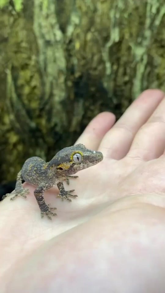 Post 6 by Pet Kingdom on TikTok (video)