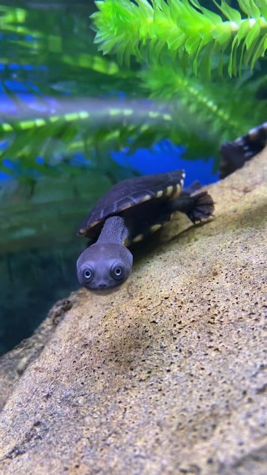 Post 7 by Pet Kingdom on TikTok (video)