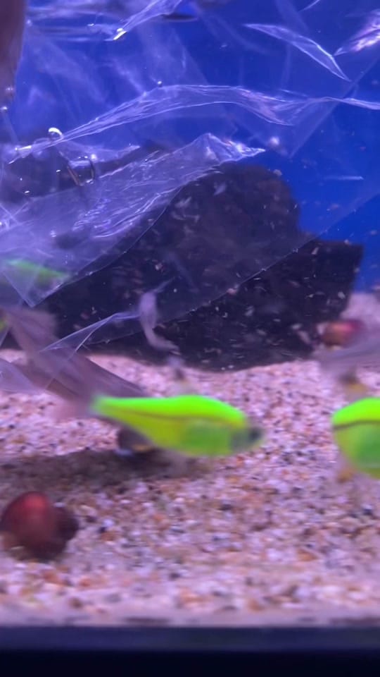 Post 2 by Pet Kingdom on TikTok (video)