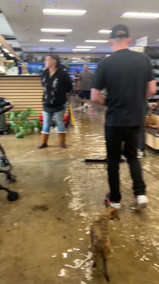 Post 4 by Pet Kingdom on TikTok (video)