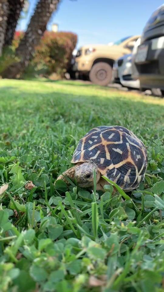Post 9 by Pet Kingdom on TikTok (video)