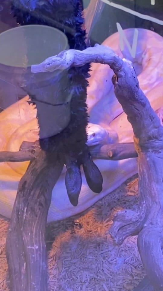 Post 1 by Pet Kingdom on TikTok (video)
