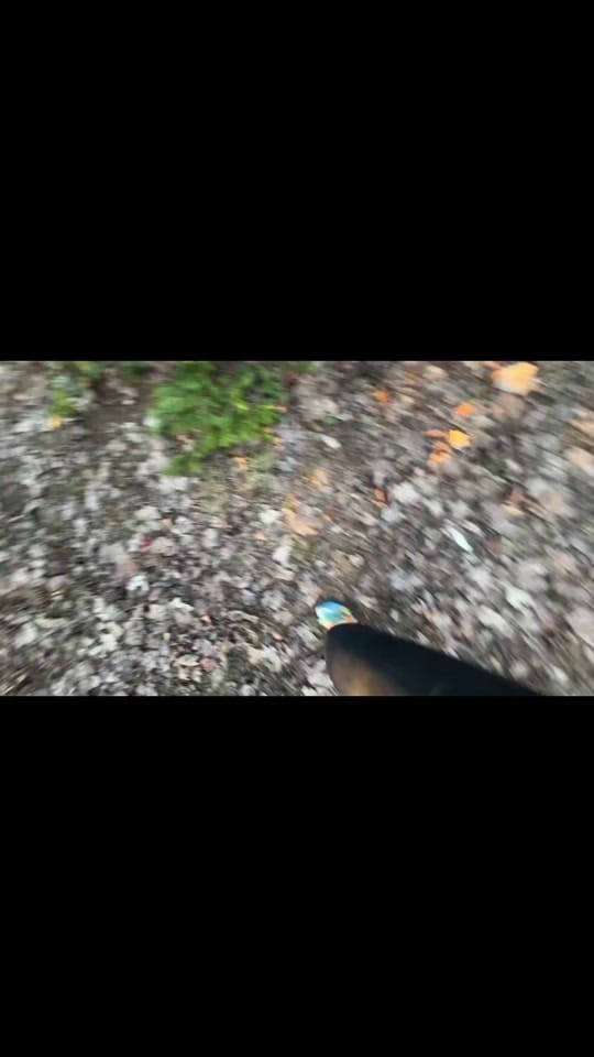 Post 5 by Shalee | Cats & Travel on TikTok (video)