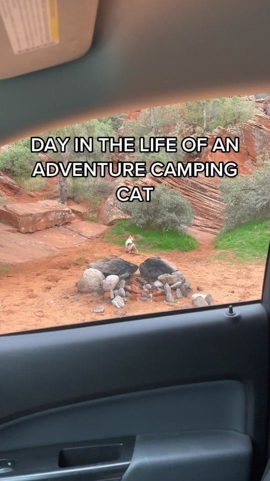 Post 10 by Shalee | Cats & Travel on TikTok (video)