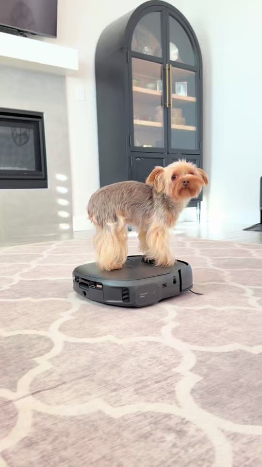 Post 1 by The Utah Yorkies on TikTok (video)