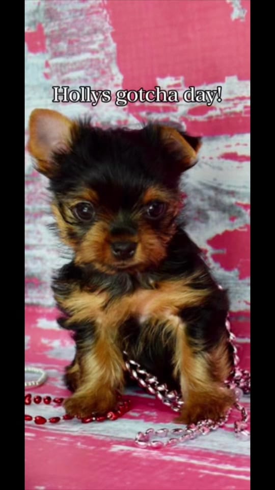 Post 3 by The Utah Yorkies on TikTok (video)