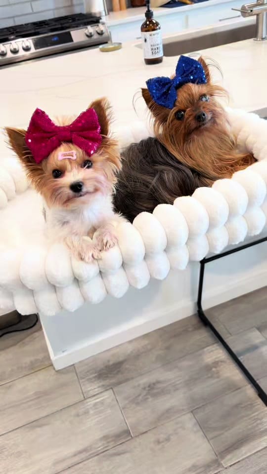 Post 4 by The Utah Yorkies on TikTok (video)