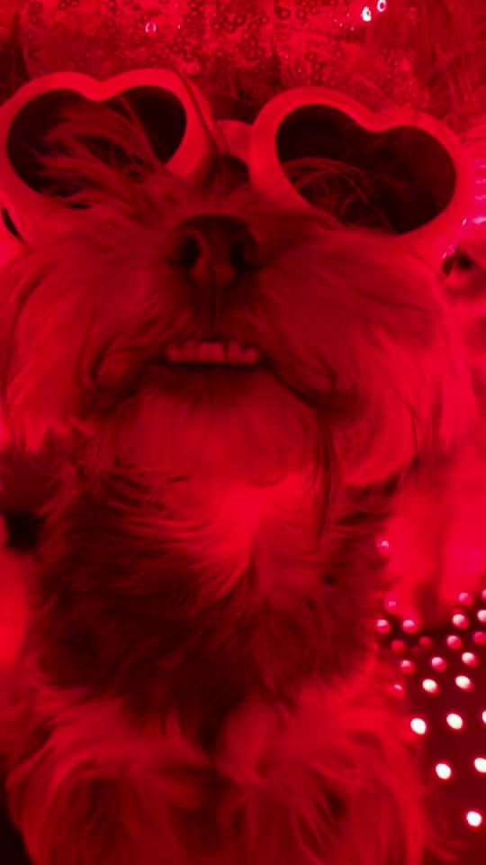 Post 5 by The Utah Yorkies on TikTok (video)