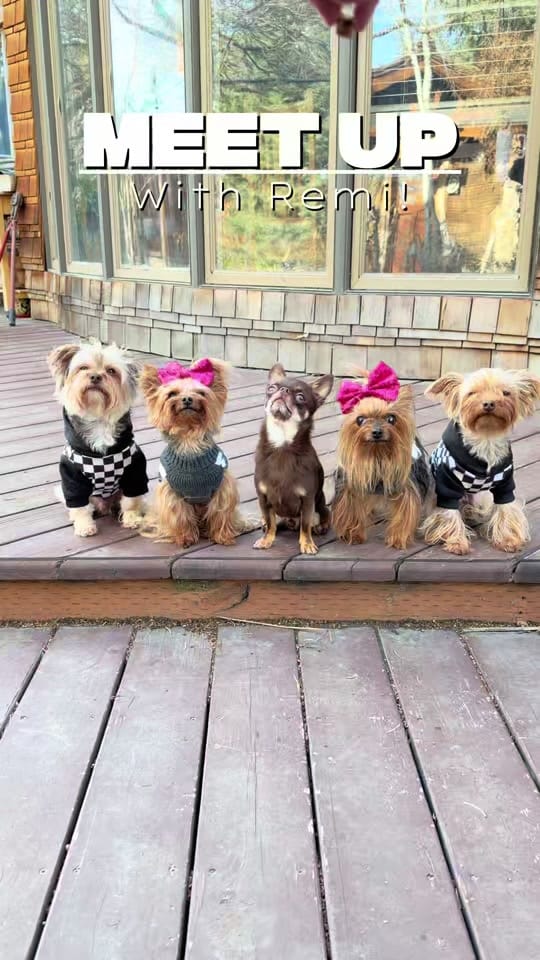 Post 2 by The Utah Yorkies on TikTok (video)