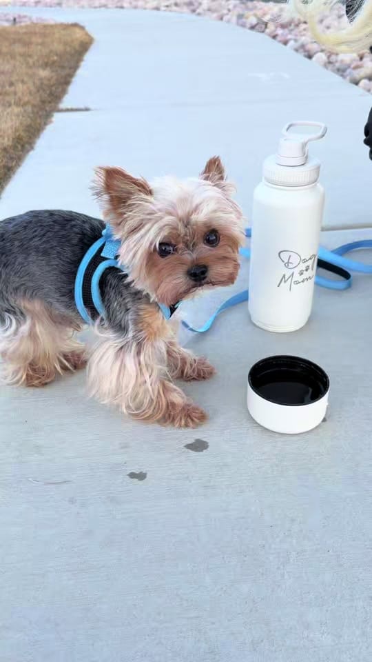 Post 10 by The Utah Yorkies on TikTok (video)