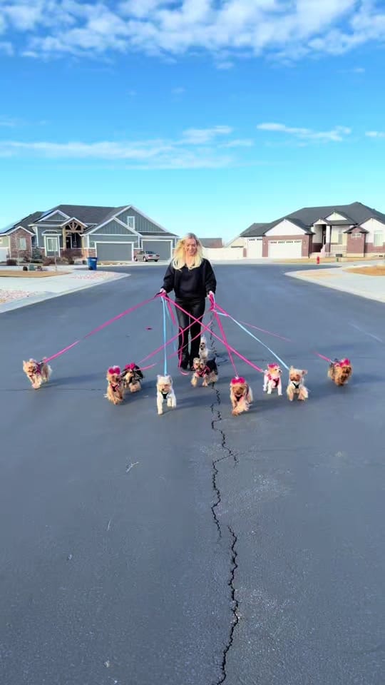 Post 8 by The Utah Yorkies on TikTok (video)