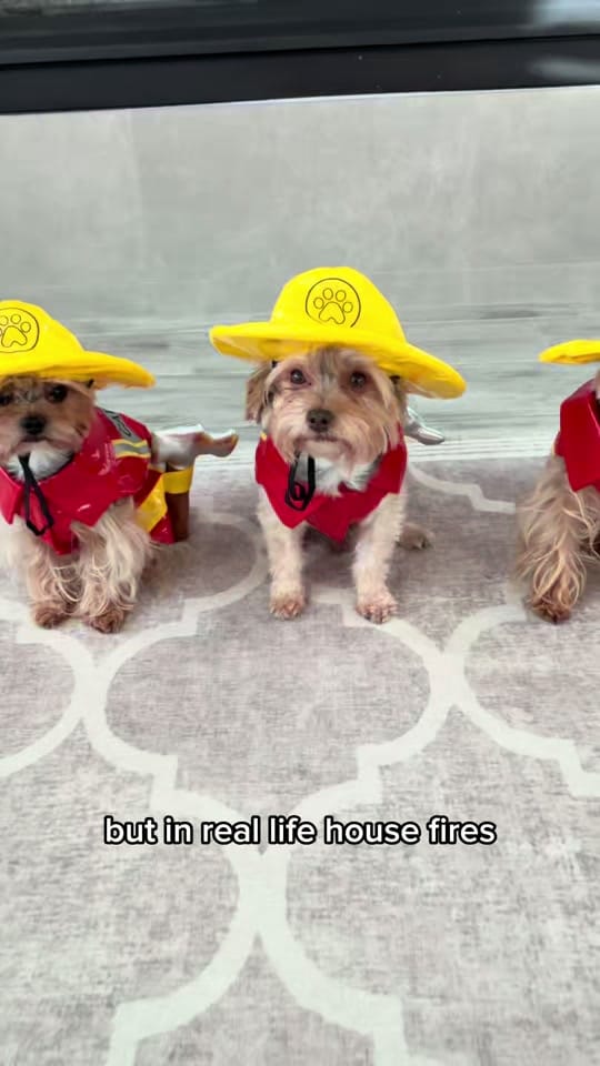 Post 9 by The Utah Yorkies on TikTok (video)