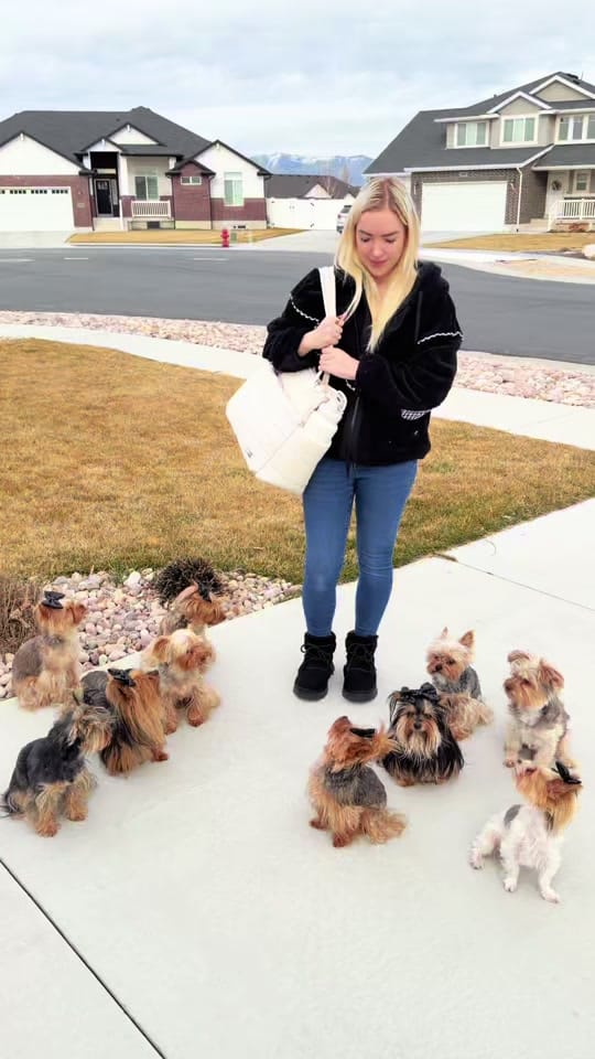 Post 7 by The Utah Yorkies on TikTok (video)