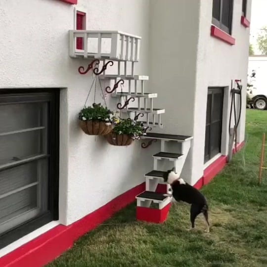 Post 10 by Boston Terrier World on TikTok (video)