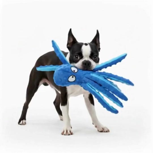Post 1 by Boston Terrier World on TikTok (video)