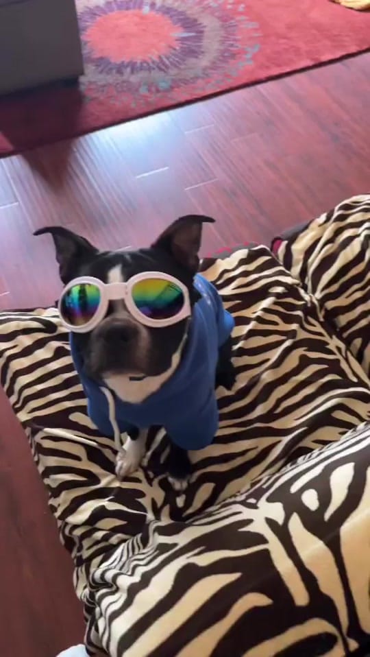 Post 9 by Boston Terrier World on TikTok (video)