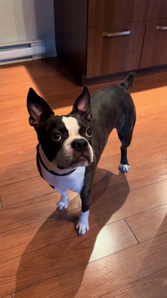 Post 7 by Boston Terrier World on TikTok (video)