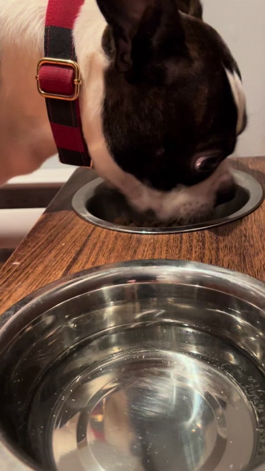 Post 5 by Boston Terrier World on TikTok (video)