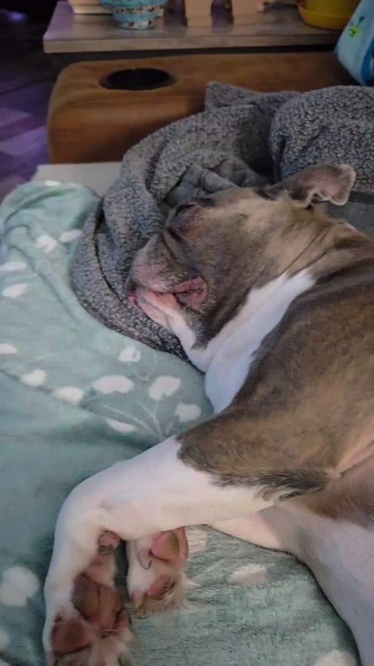 Post 4 by Boston Terrier World on TikTok (video)