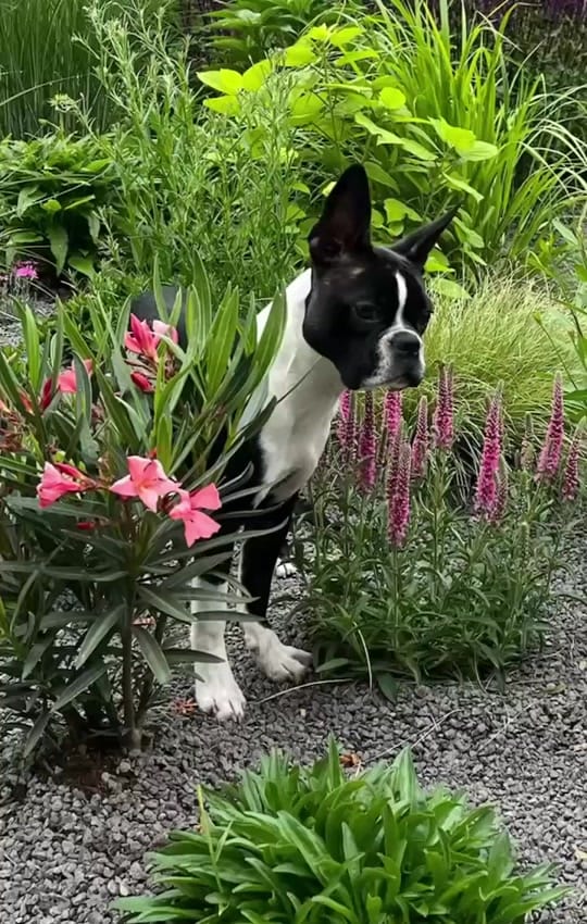 Post 6 by Boston Terrier World on TikTok (video)