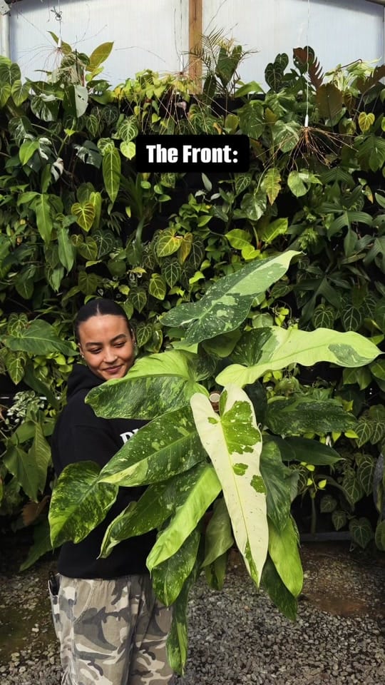 Post 2 by Plants Alive! on TikTok (video)