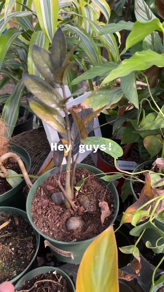 Post 10 by Plants Alive! on TikTok (video)