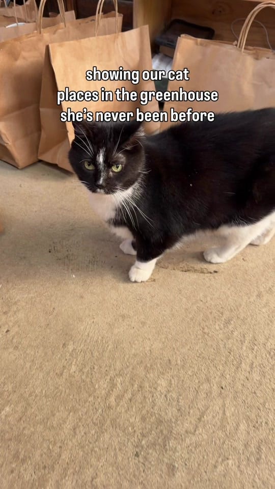 Post 1 by Plants Alive! on TikTok (video)
