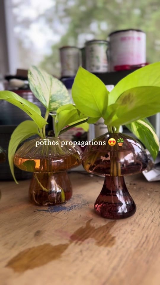 Post 2 by Melissa 💛 on TikTok (video)
