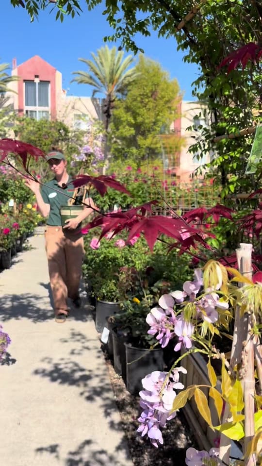 Post 1 by Armstrong Garden Centers on TikTok (video)