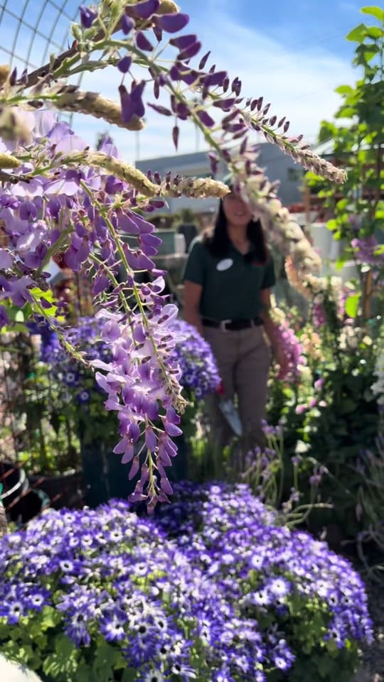 Post 4 by Armstrong Garden Centers on TikTok (video)